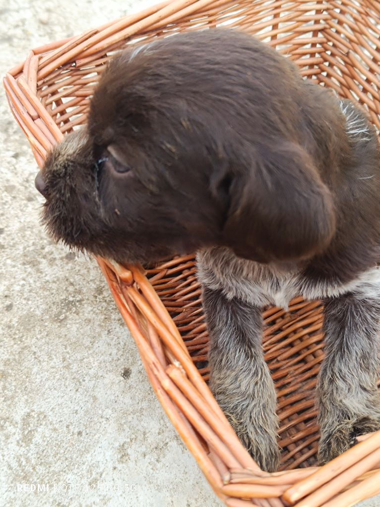 Des grandes origines - Chiot disponible  - Griffon d'arrêt à poil dur Korthals