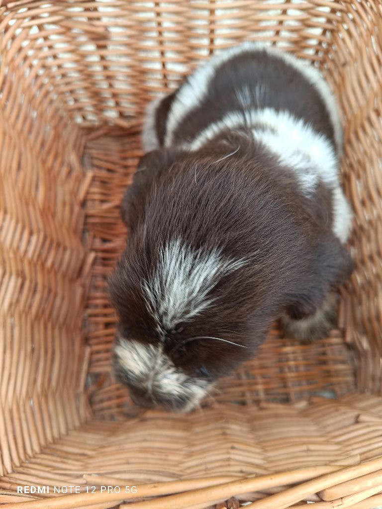 Des grandes origines - Chiot disponible  - Griffon d'arrêt à poil dur Korthals