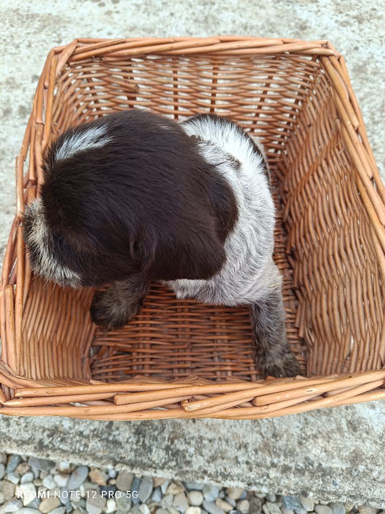 Des grandes origines - Chiot disponible  - Griffon d'arrêt à poil dur Korthals