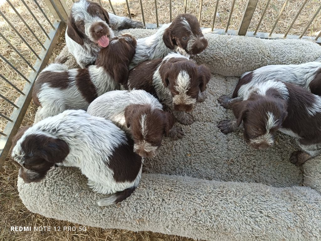 Des grandes origines - Chiot disponible  - Griffon d'arrêt à poil dur Korthals