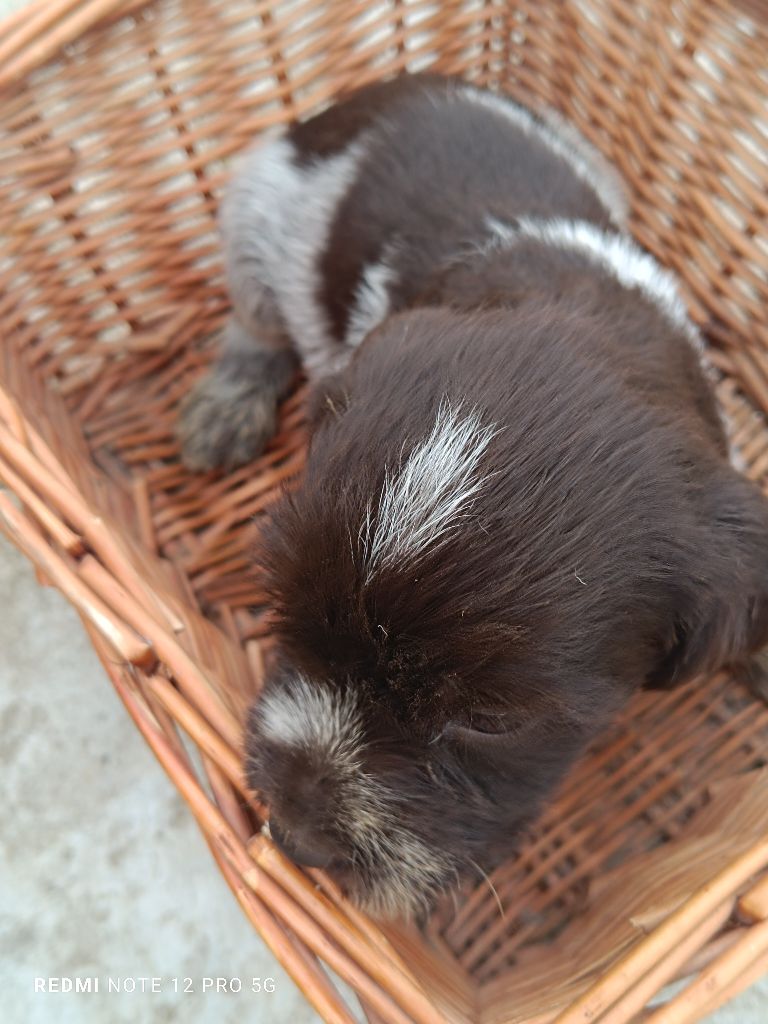 Des grandes origines - Chiot disponible  - Griffon d'arrêt à poil dur Korthals