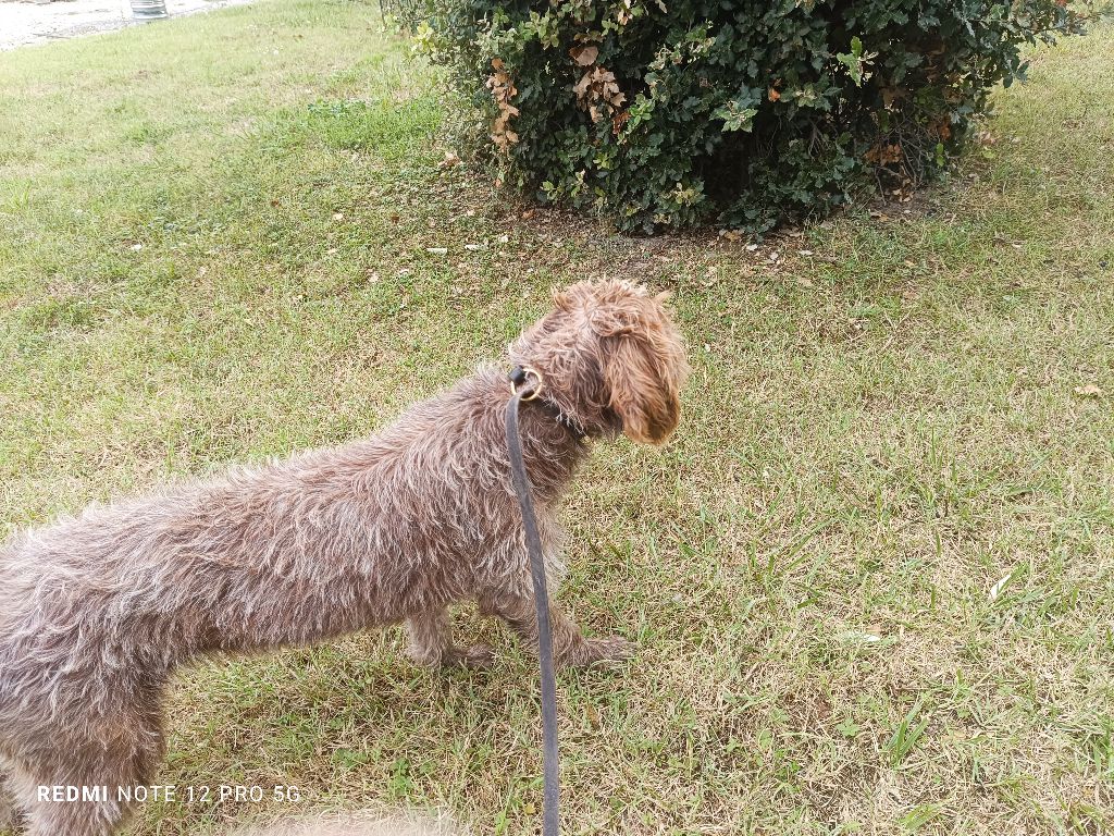 Jeune chienne débourré 